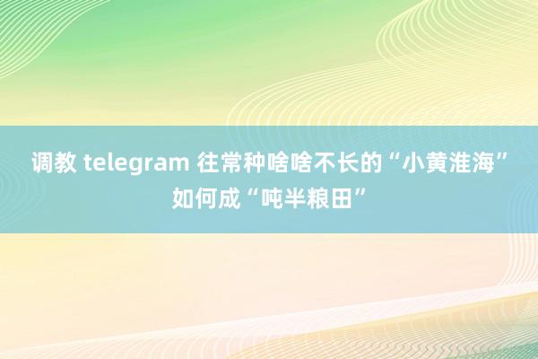 调教 telegram 往常种啥啥不长的“小黄淮海”如何成“吨半粮田”