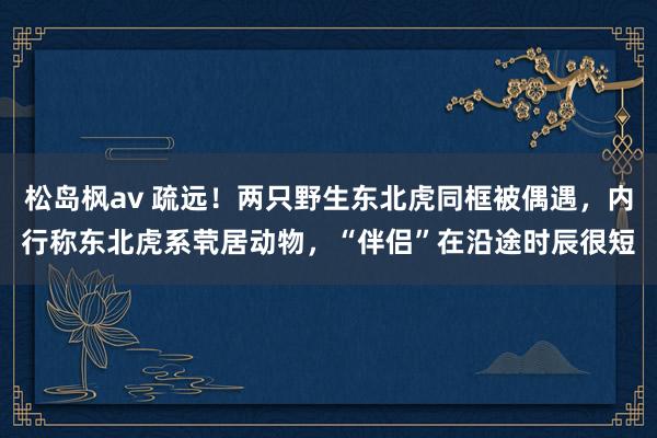 松岛枫av 疏远！两只野生东北虎同框被偶遇，内行称东北虎系茕居动物，“伴侣”在沿途时辰很短