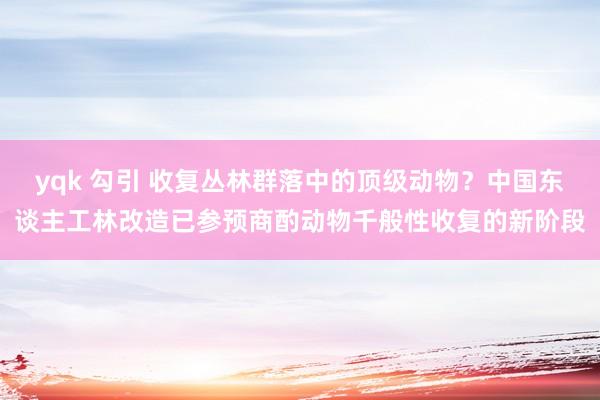 yqk 勾引 收复丛林群落中的顶级动物？中国东谈主工林改造已参预商酌动物千般性收复的新阶段