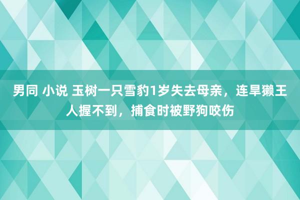 男同 小说 玉树一只雪豹1岁失去母亲，连旱獭王人握不到，捕食时被野狗咬伤